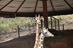 Dia de pesquisa científica no zoológico de biomas