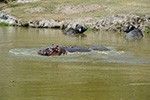 Dia de pesquisa científica no zoológico de biomas