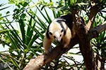 Dia de pesquisa científica no zoológico de biomas