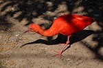 Dia de pesquisa científica no zoológico de biomas