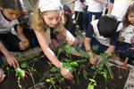 Projeto Horta: aprendendo sobre as fases do plantio                                                 