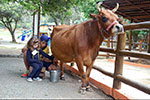 Minifazenda: um cantinho da natureza