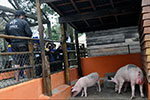 Minifazenda: um cantinho da natureza